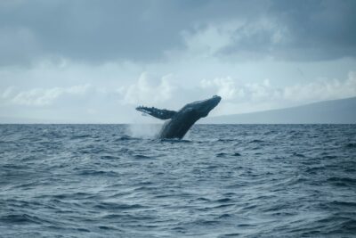 Bitcoin Whales Playing It Safe?